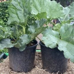 Rhubarb plants 20cm pots $9.00 / Kambah, ACT